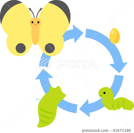 蝴蝶卵、幼蟲、蛹、成蟲 91671386