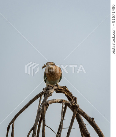 expressive Indian roller or Coracias benghalensis bird closeup or portrait with a Grasshopper insect kill in his beak perch in forest of india asia 91671480