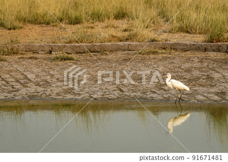 intermediate egret or median egret or yellow billed egret is a medium sized heron with reflection in water at tal chhapar sanctuary rajasthan india asia - Ardea intermedia 91671481