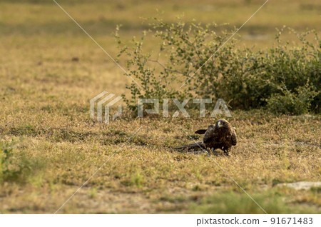 Booted eagle or Hieraaetus pennatus with a Spiny tailed lizard kill in claws in an open field during winter migration at tal chhapar sanctuary churu rajasthan India asia 91671483