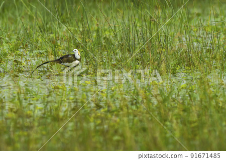 pheasant tailed jacana or Hydrophasianus chirurgus in natural green background at wetland of keoladeo national park or bharatpur bird sanctuary rajasthan india asia 91671485