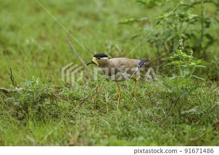 Yellow wattled lapwing or Vanellus malabaricus closeup in natural monsoon green grass at keoladeo national park or bharatpur bird sanctuary rajasthan india asia Yellow wattled lapwing or Vanellus malabaricus closeup in natural monsoon green grass at keoladeo national park or bharatpur bird sanctuary rajasthan india asia 91671486
