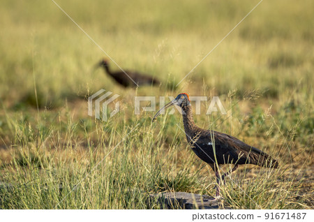 Red naped ibis or Indian black ibis or Pseudibis papillosa bird closeup or portrait with Grasshopper insect kill in beak and natural green background at forest of india asia 91671487