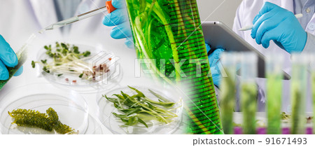 research scientist team working  research and Biotech science Photobioreactor in laboratory of algae fuel, biofuel sustainable biochemical 91671493