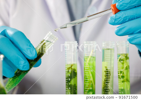 research scientist team working  research and Biotech science Photobioreactor in laboratory of algae fuel, biofuel sustainable biochemical 91671500