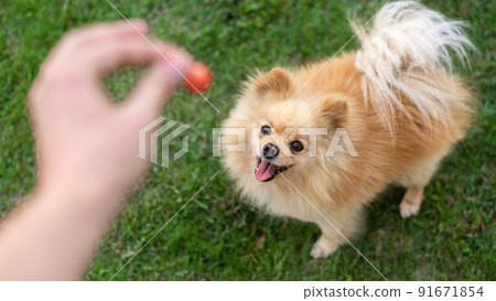 Pomeranian with brown fur Pomeranian with brown fur 91671854