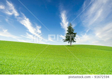 “北海道”聖誕樹樹 “北海道”聖誕樹樹 91672594