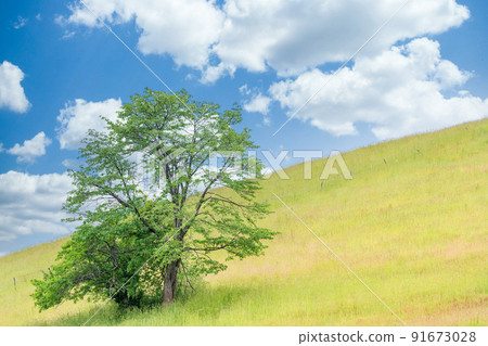 "Hokkaido" lover's tree, Biei 91673028