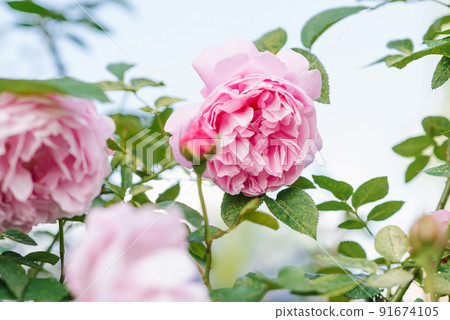 Beautiful delicate pink rose flowers Mary Rose in the summer garden 91674105