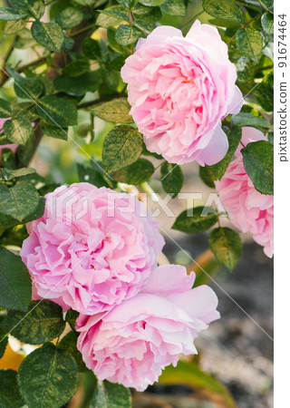 Beautiful pink mary rose flowers in summer in the garden Beautiful pink mary rose flowers in summer in the garden 91674464