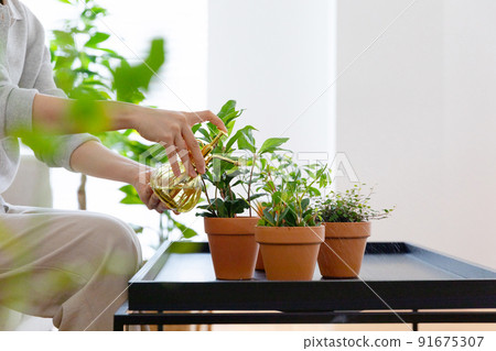 houseplant indoor plant decoration_gardener taking care of flower pots houseplant indoor plant decoration_gardener taking care of flower pots 91675307
