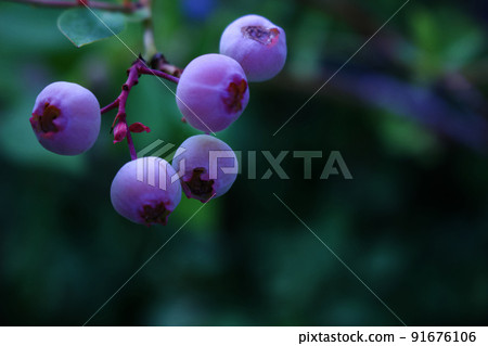 Blueberry fruit (2) Blueberry fruit (2) 91676106