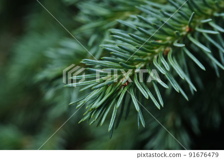 A branch of a fir tree in the park in close-up. 91676479