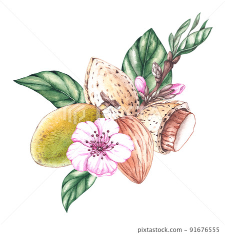 Watercolor composition of almond nuts Watercolor composition of almond nuts 91676555