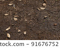Cracks in the ground and fallen leaves 91676752