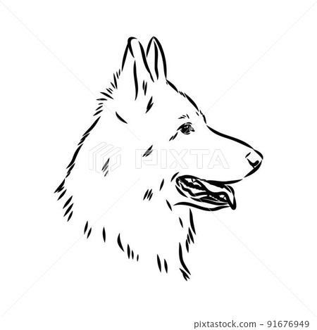 pedigree dog drawn in ink by hand without a background 91676949