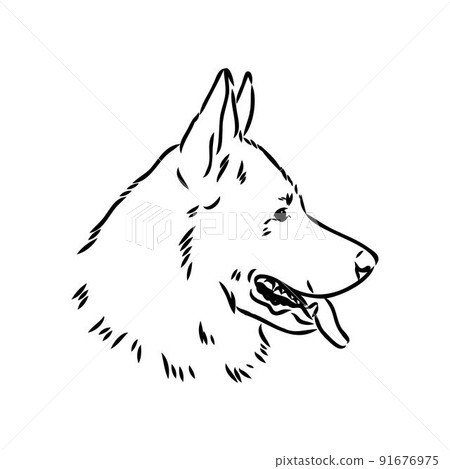pedigree dog drawn in ink by hand without a background pedigree dog drawn in ink by hand without a background 91676975