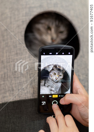 Take a picture of your pet Sabatra cat 91677405