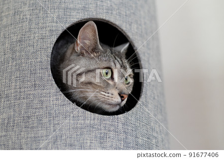 Sabatra cat with a face 91677406