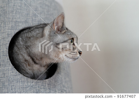 Sabatra cat with a face 91677407