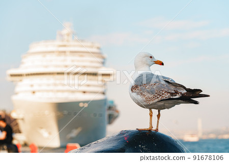 Seagull bird standing on the seashore rock in Istanbul. 91678106