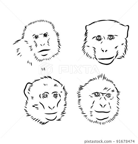 Monkey icon. Jungle macaque outline badge. Zoo animal. Vector illustration. Monkey icon. Jungle macaque outline badge. Zoo animal. Vector illustration. 91678474