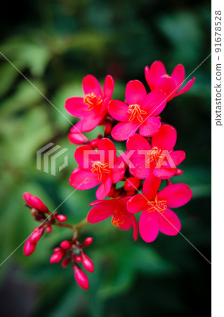 Selective focus on group of red petal flowers with greenery background. Selective focus on group of red petal flowers with greenery background. 91678528