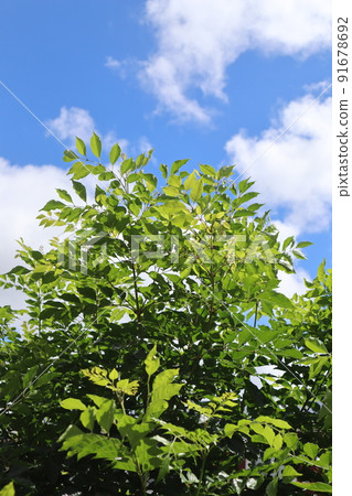 Griffith's ash and summer sky in the garden Griffith's ash and summer sky in the garden 91678692