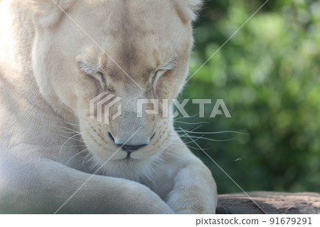 White Lion White Lion 91679291