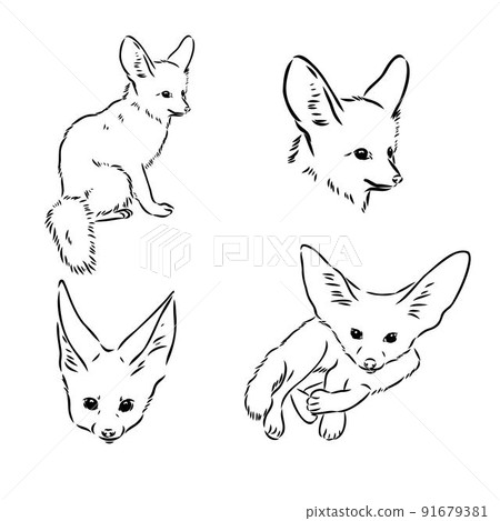 Vector illustration of a young fennec fox walking. fox fenek vector sketch 91679381