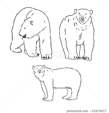 Hand Sketch Head of Polar Bear. Vector illustration 91679417