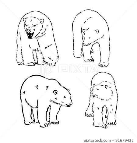 Hand Sketch Head of Polar Bear. Vector illustration Hand Sketch Head of Polar Bear. Vector illustration 91679425