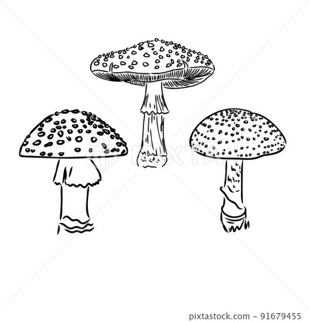 Fly agaric, non-edible poisonous forest mushrooms sketch vector illustration isolated. 91679455