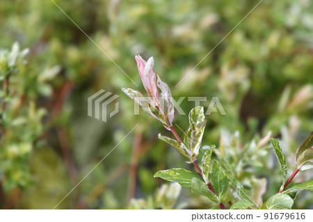 Flamingo Willow Hakuro Nishiki 91679616