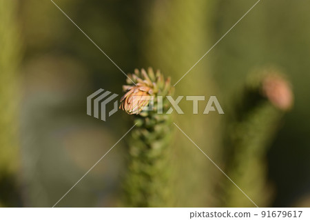 Japanese cedar Dinger 91679617