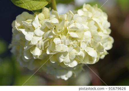 Red Guelder Rose Red Guelder Rose 91679626