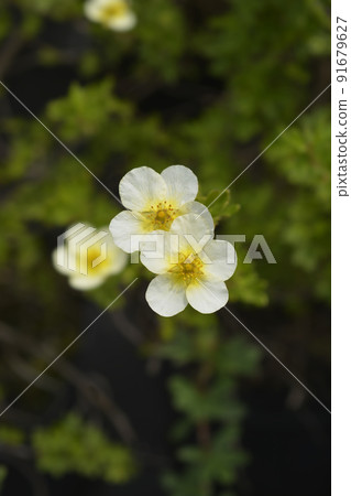 Shrubby Cinquefoil 91679627