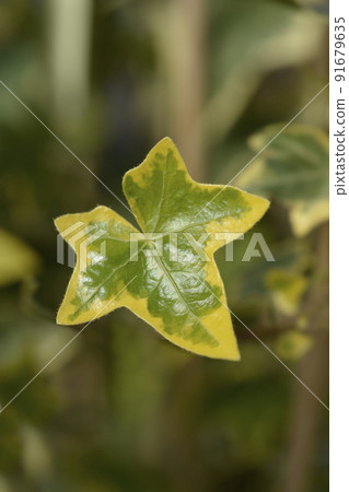 English Ivy Goldchild English Ivy Goldchild 91679635
