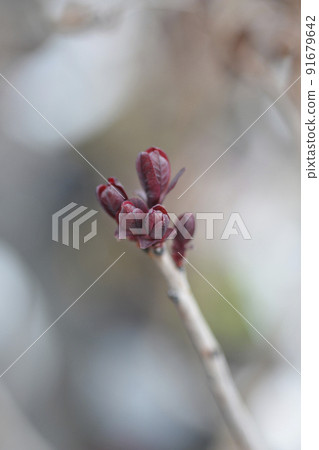 Smoke tree Lilla Smoke tree Lilla 91679642