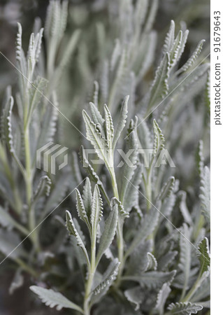 Fringed Lavander 91679643