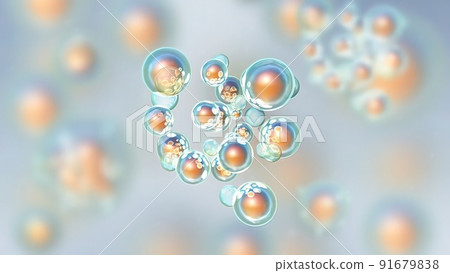 Cells Undergoing Mitosis, The Process Of Cell Division And Multiplication. 91679838