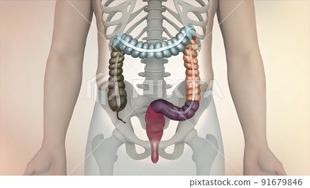the course of digestion in the human digestive system. 91679846