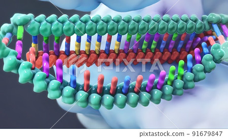 The genetic structure of 3D animated DNA 91679847