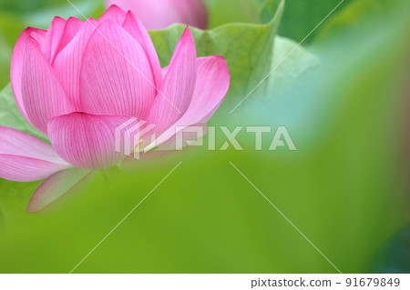 哈斯花 Ogahas（高知縣土佐市蓮池公園） 91679849