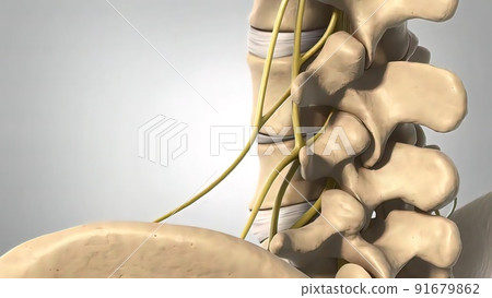 3D Medical illustration Human Skeleton, Disc space and Joints 91679862