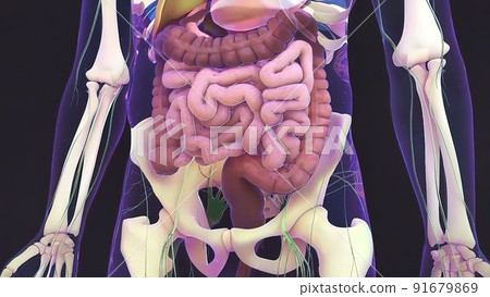 Human digestive system 91679869