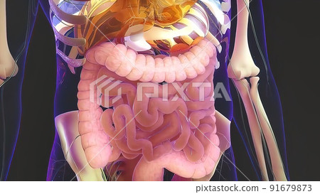 Digestion in the human digestive system. Digestion in the human digestive system. 91679873