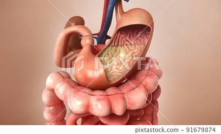 Human Digestive System Anatomy For Medical Concept 3D Illustration Human Digestive System Anatomy For Medical Concept 3D Illustration 91679874