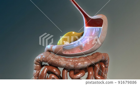 Physiological considerations in nutrient absorption from the gastrointestinal tract 91679886