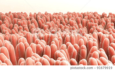 Human intestine. Concept of a healthy or diseased intestine. 91679919